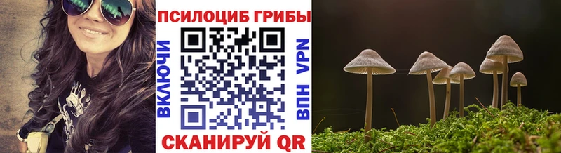 Купить закладки  Нестеров  Псилоцибиновые грибы Psilocybine cubensis 